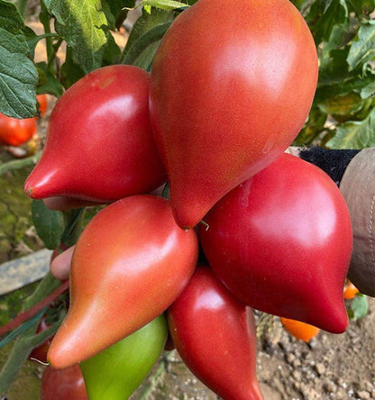 Honey Mango Heirloom Tomato 100 Seeds Sweet Juicy Red Tomato for Home Garden Planting