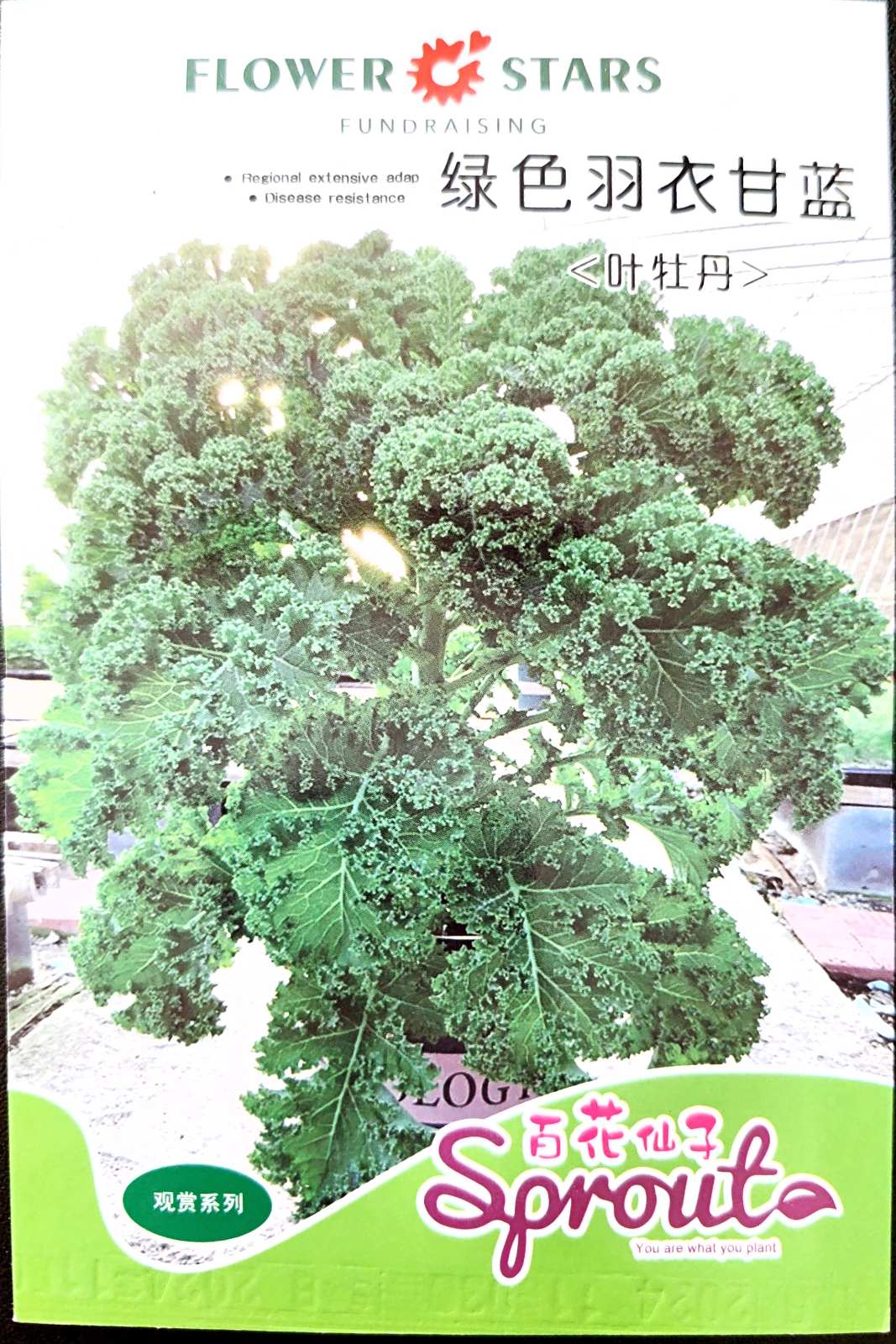 Organic Green KALE Vegetable Seeds (100 seeds) - Basic Farm House