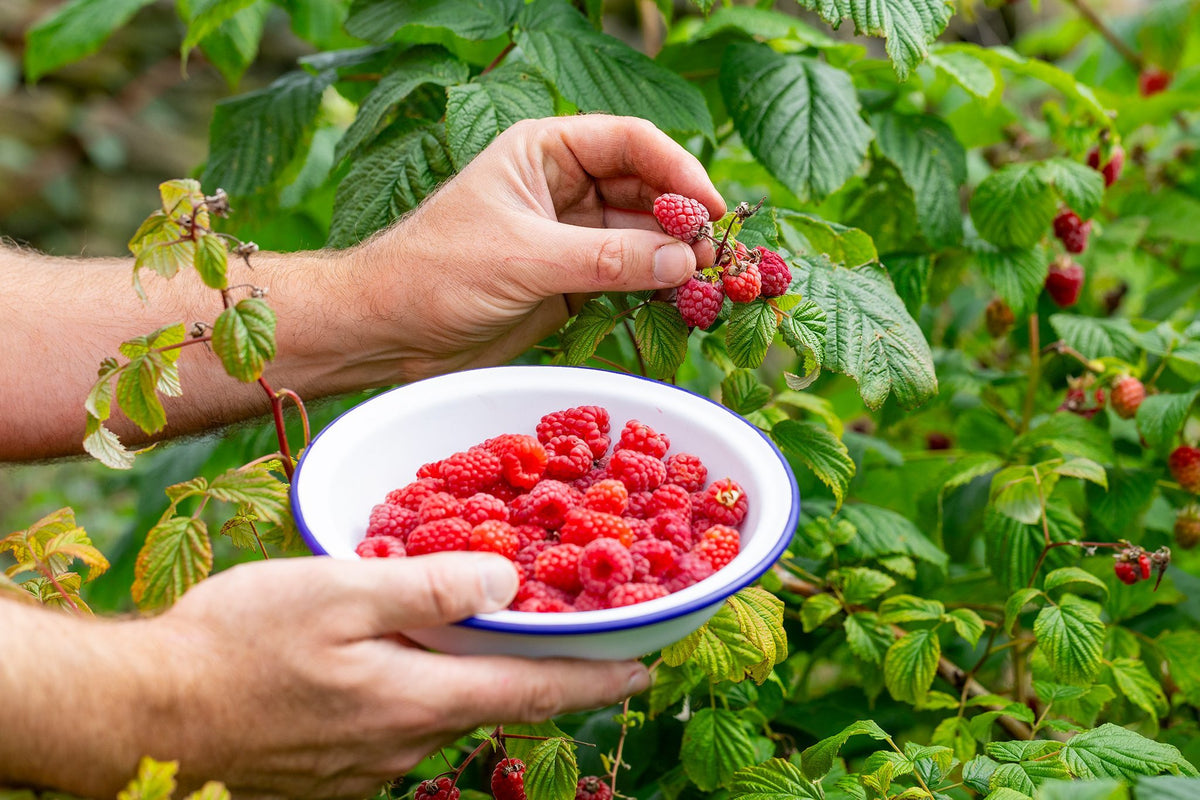 Gw2 Raspberry Seeds Raspberry Fruit Seeds 200 Seeds | Hybrid Quality | High Germination ...
