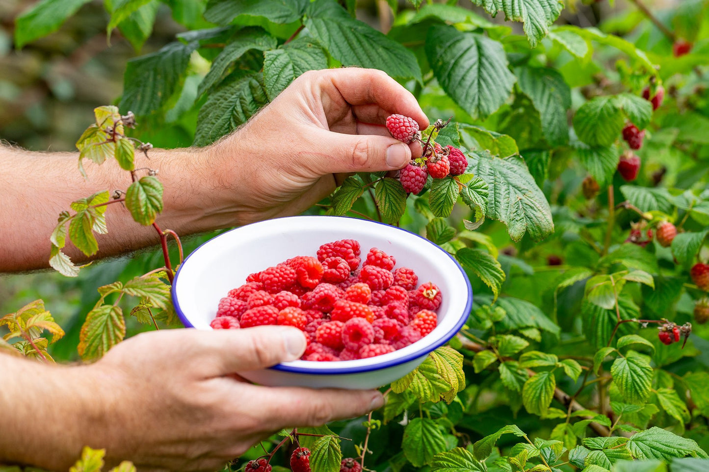 Raspberry Fruit Seeds 200 Seeds | Hybrid Quality | High Germination | Cool Climate Plant