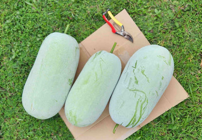 Pink Winter Melon Seeds 30pcs High Germination | Easy to Grow Healthy Winter Melon Vegetable Seeds