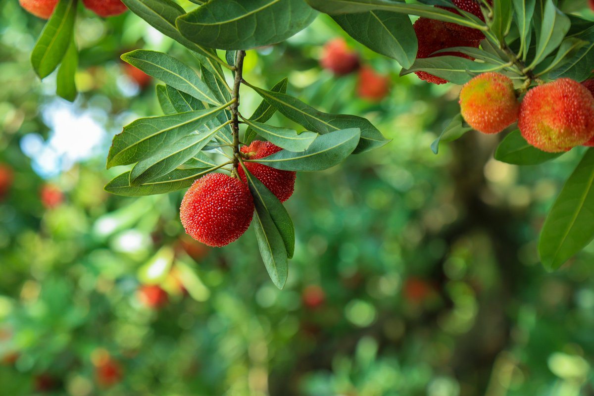 Wax Berry Seeds 5 Seeds | Chinese Bayberry Yangmei | Rare Fruit | Cool Climate Plant