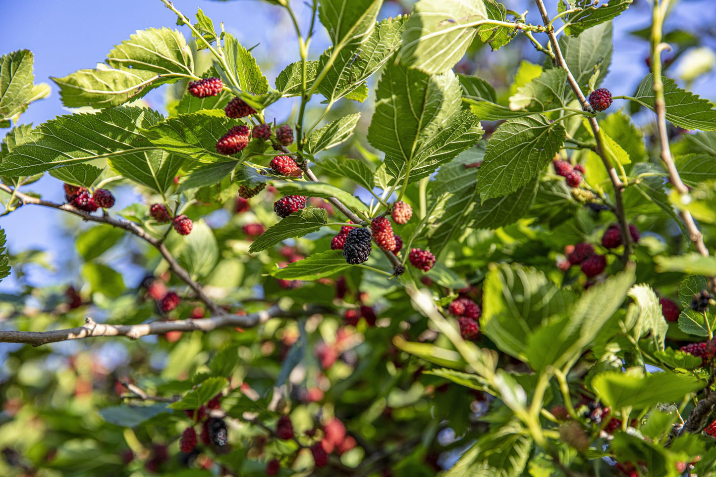 Mulberry Fruit Seeds 200 Seeds | High Germination | Easy to Grow | Tropical & PH Climate