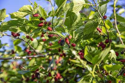 Mulberry Fruit Seeds 200 Seeds | High Germination | Easy to Grow | Tropical & PH Climate