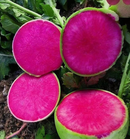 Green Round Red Core Radish Seeds 500pcs | Watermelon Radish | Sweet Crisp Daikon Vegetable Seeds