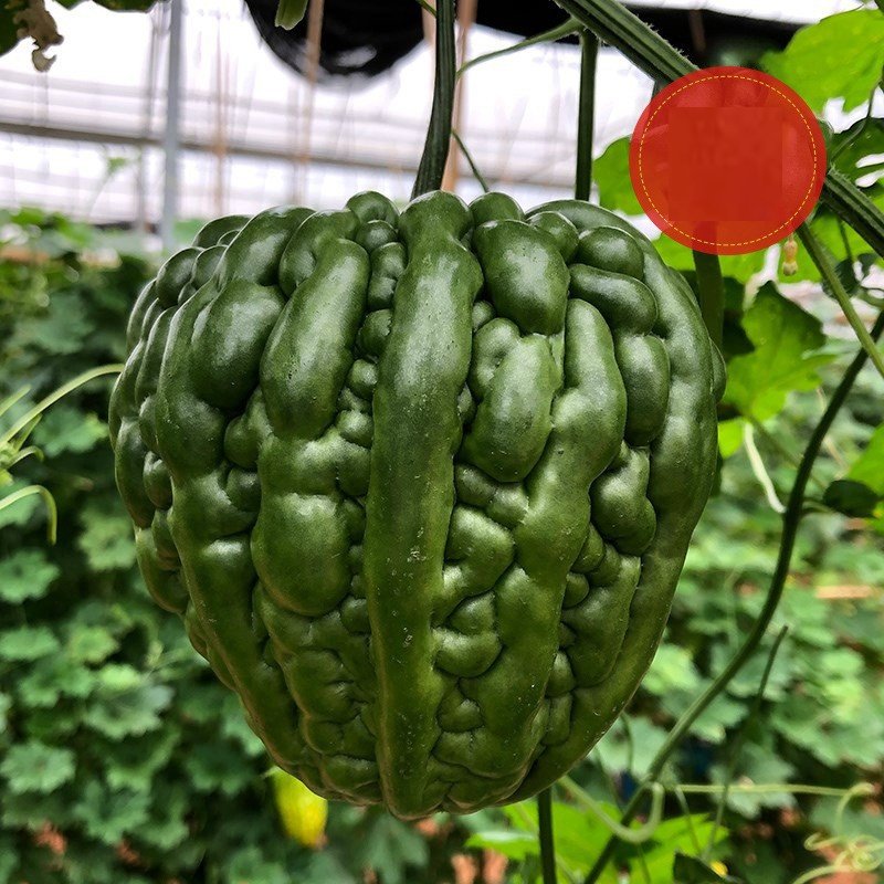Green Apple Ampalaya 5 Seeds | Hybrid Bitter Gourd | Fast Harvest 45–65 Days | High Germination Vege