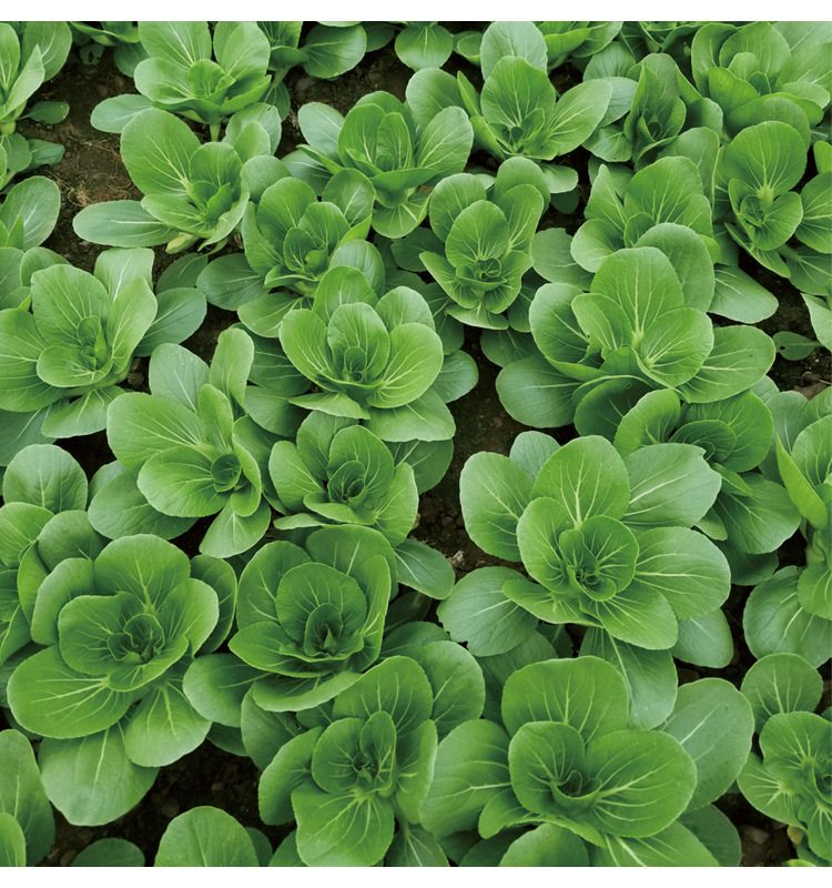 Premium Pack Hybrid White Pechay Seeds 10,000pcs | High Germination | Fast-Growing Vegetable