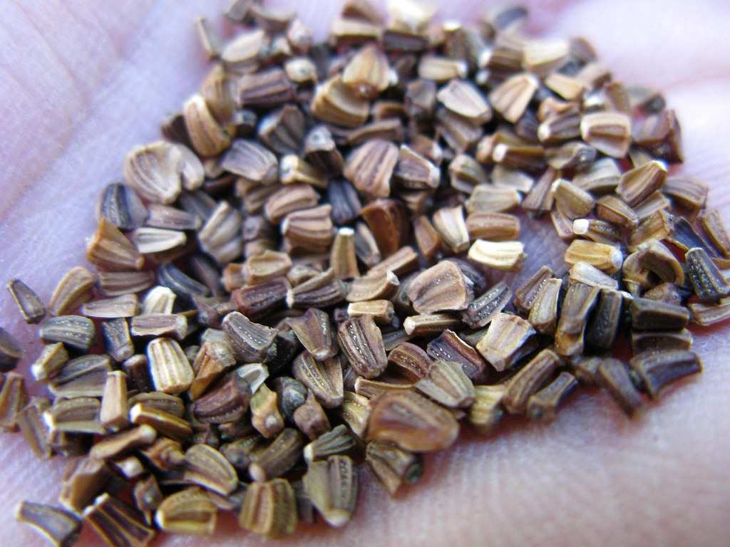 Big Leaf Garland Seeds 1000pcs – Fast Growing Leafy Greens | Home Garden