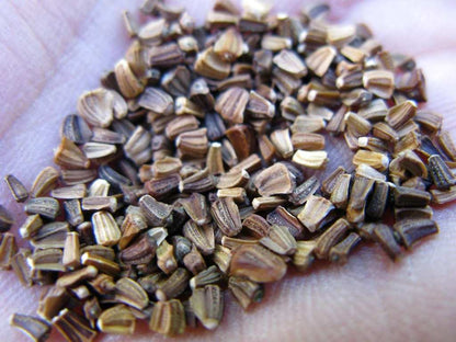 Big Leaf Garland Seeds 1000pcs – Fast Growing Leafy Greens | Home Garden