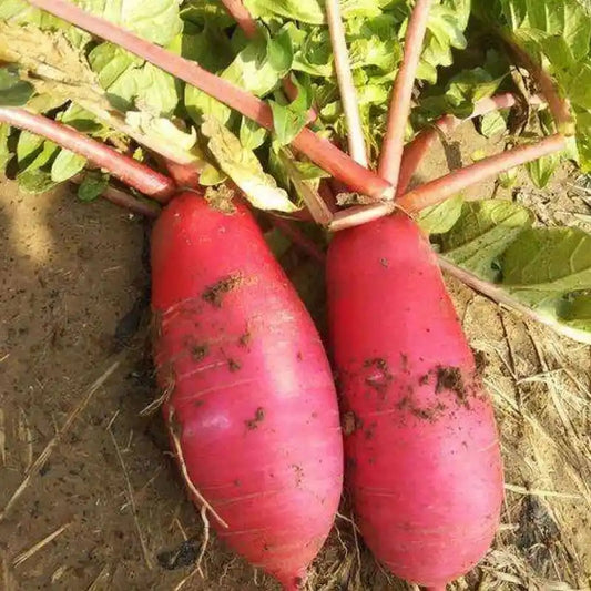 Crimson Giant Red Radish Seeds 500pcs High Germination Fast Growing Vegetable Seeds for Home Garden