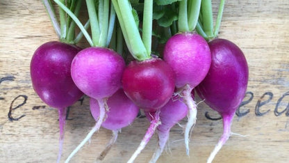 Purple Round Cherry Radish Seeds 200 Seeds | Fast-Growing | Crisp & Juicy | Home Garden Vegetable