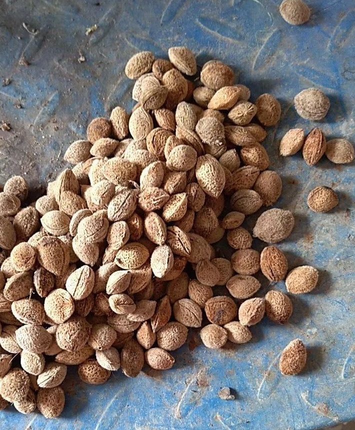 Wax Berry Seeds 5 Seeds | Chinese Bayberry Yangmei | Rare Fruit | Cool Climate Plant