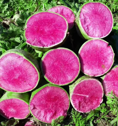 Green Round Red Core Radish Seeds 500pcs | Watermelon Radish | Sweet Crisp Daikon Vegetable Seeds