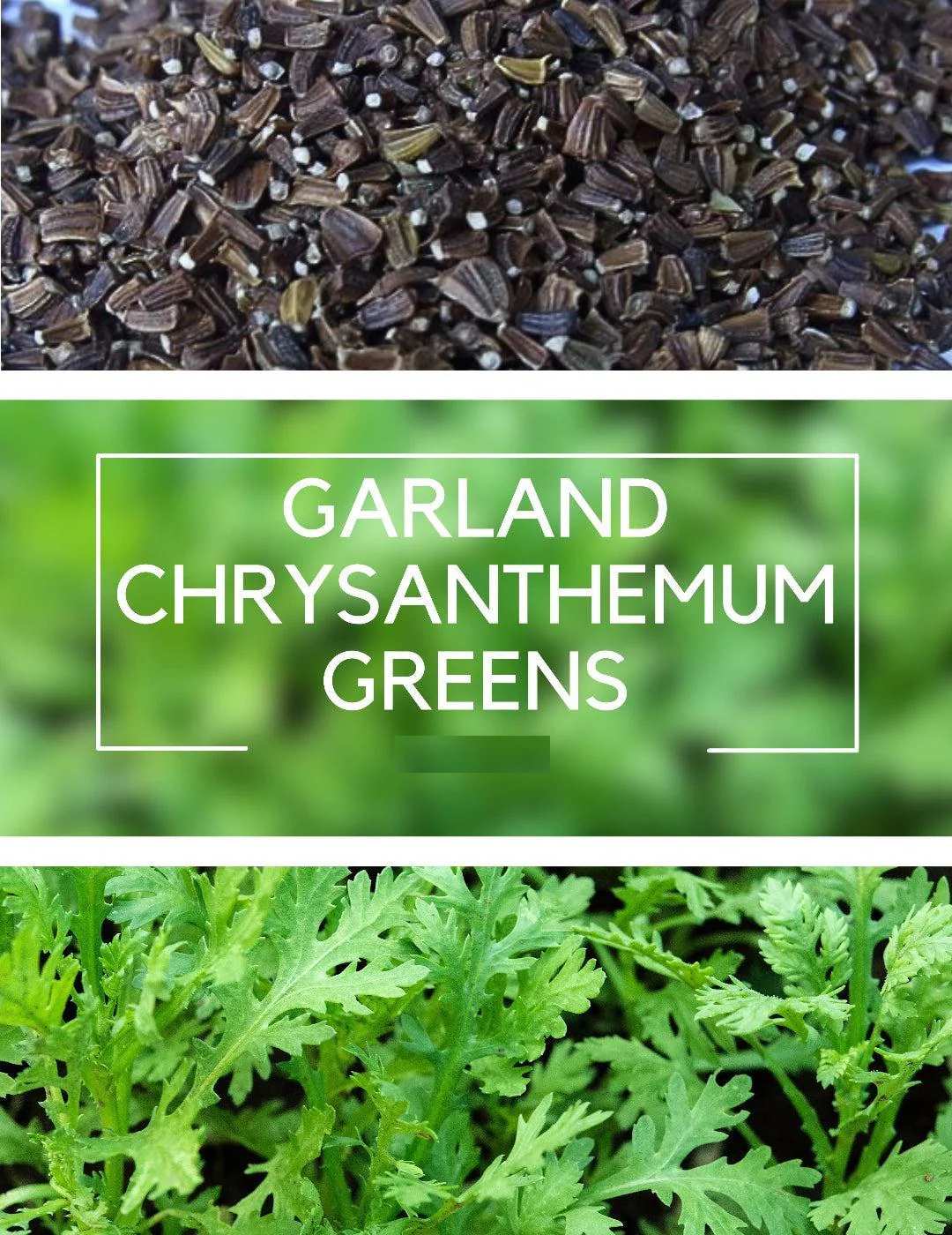 Small Leaf Garland Seeds 1500pcs – Fast Growing Leafy Vegetable | Easy Grow | Home Garden