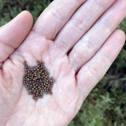 Brussel Sprouts Vegetable Seeds ( 100 seeds ) - Basic Farm House