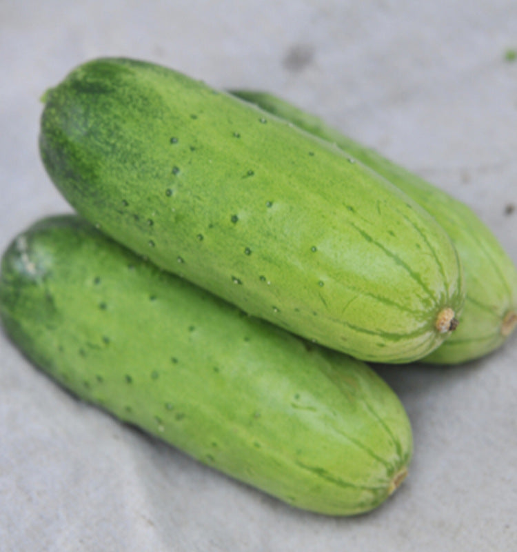 Crispy Cucumber Pipino Vegetable Seeds (30 seeds) - Basic Farm House