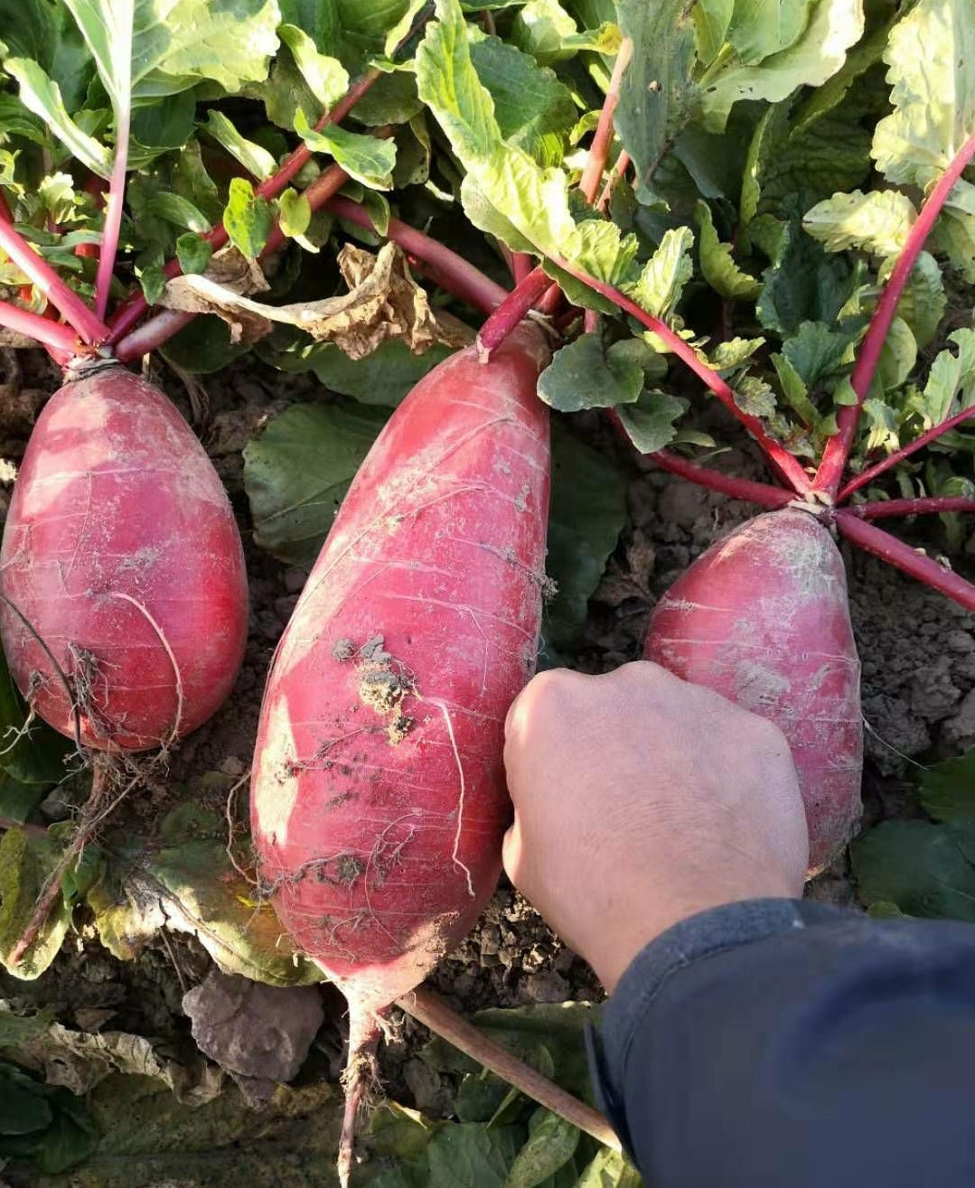 Crimson Giant Red Radish Seeds 500pcs High Germination Fast Growing Vegetable Seeds for Home Garden