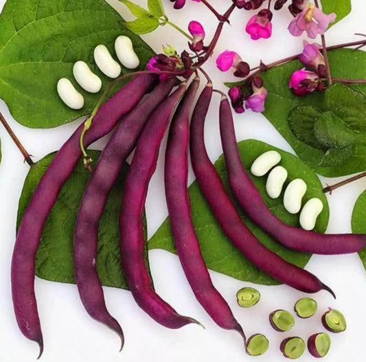 Royal Purple Pod Beans Sitao Vegetable Seeds (30 seeds) - Basic Farm House