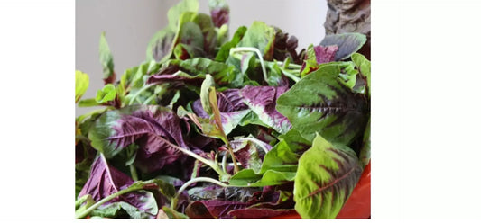 Green Amaranth Kulitis Variety Vegetable Seeds (2000 seeds) - Basic Farm House