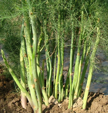 American Sweet Asparagus Variety Vegetable Seeds (25 seeds) - Basic Farm House