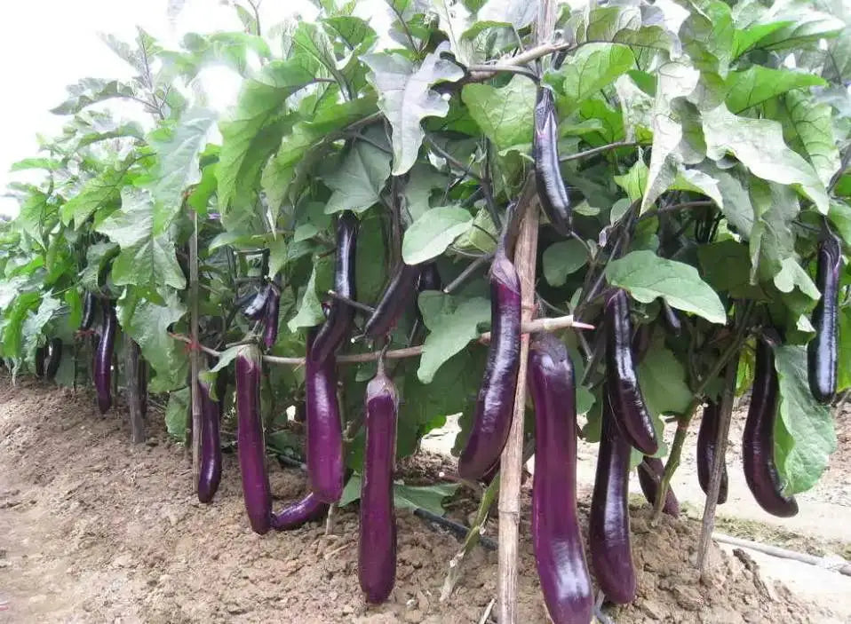 Alexander Barbecue Purple Long Eggplant Vegetable Seeds ( 300 seeds ) - Basic Farm House