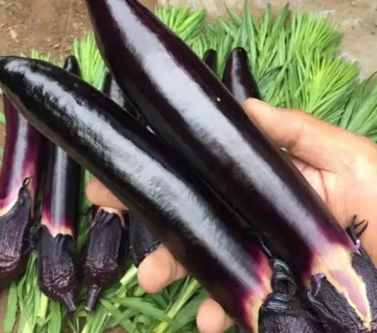 Alexander Barbecue Purple Long Eggplant Vegetable Seeds ( 300 seeds ) - Basic Farm House