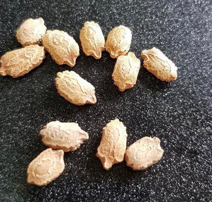 White Bitter Long Gourd Ampalaya Seeds (10 seeds) - Basic Farm House