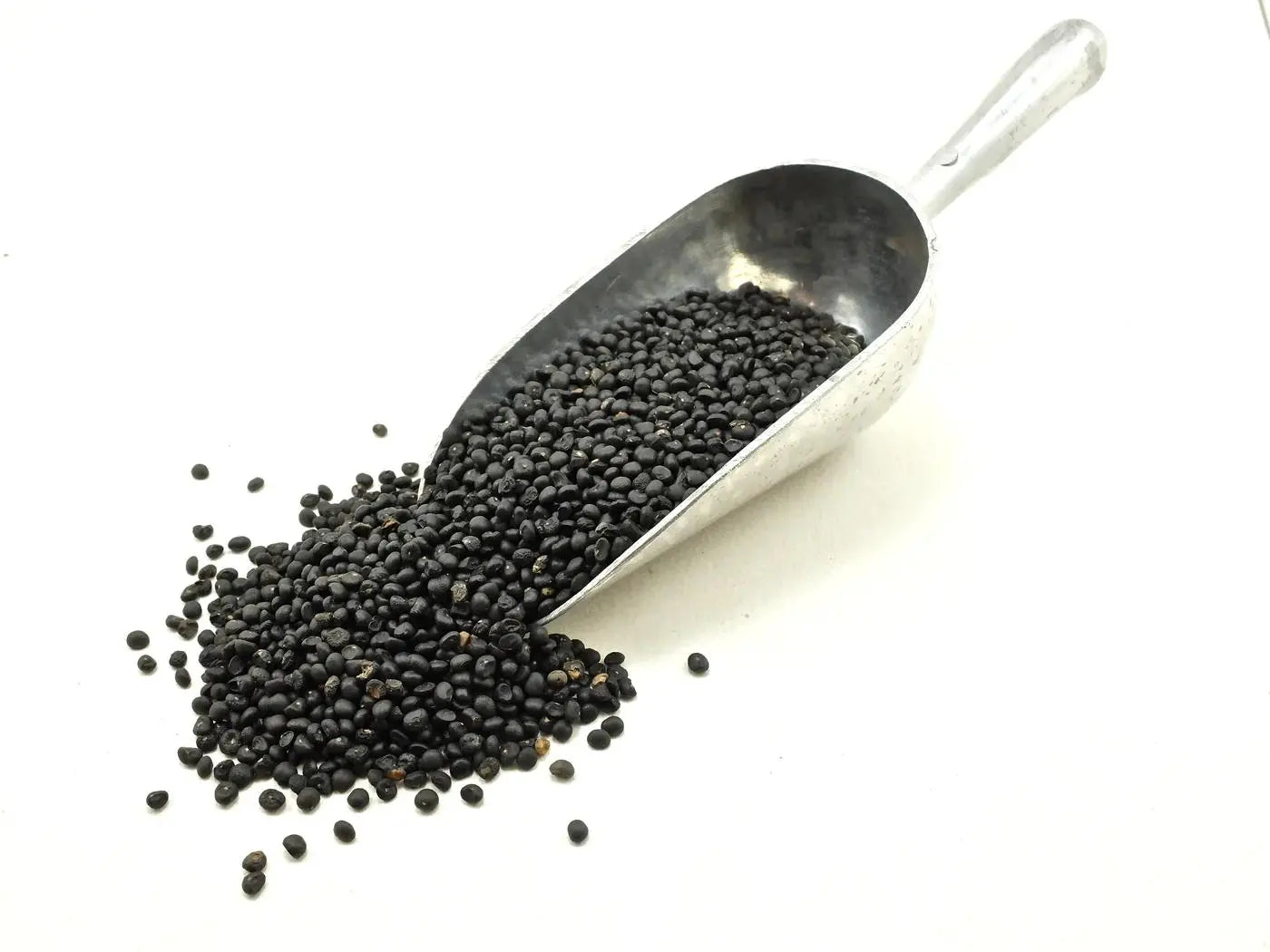 Purple Sweet Asparagus Vegetable Seeds ( 50 seeds ) - Basic Farm House