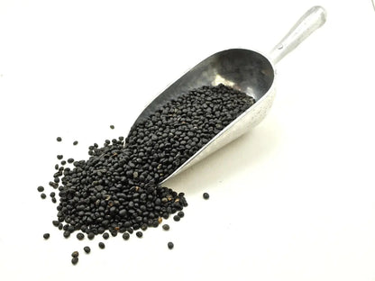 Purple Sweet Asparagus Vegetable Seeds ( 50 seeds ) - Basic Farm House