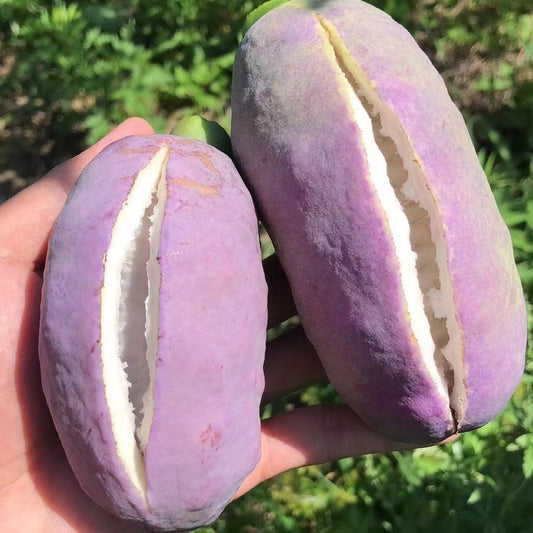 August Melon Fruit Vegetable Seeds ( 30 seeds ) - Basic Farm House