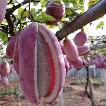 August Melon Fruit Vegetable Seeds ( 30 seeds ) - Basic Farm House