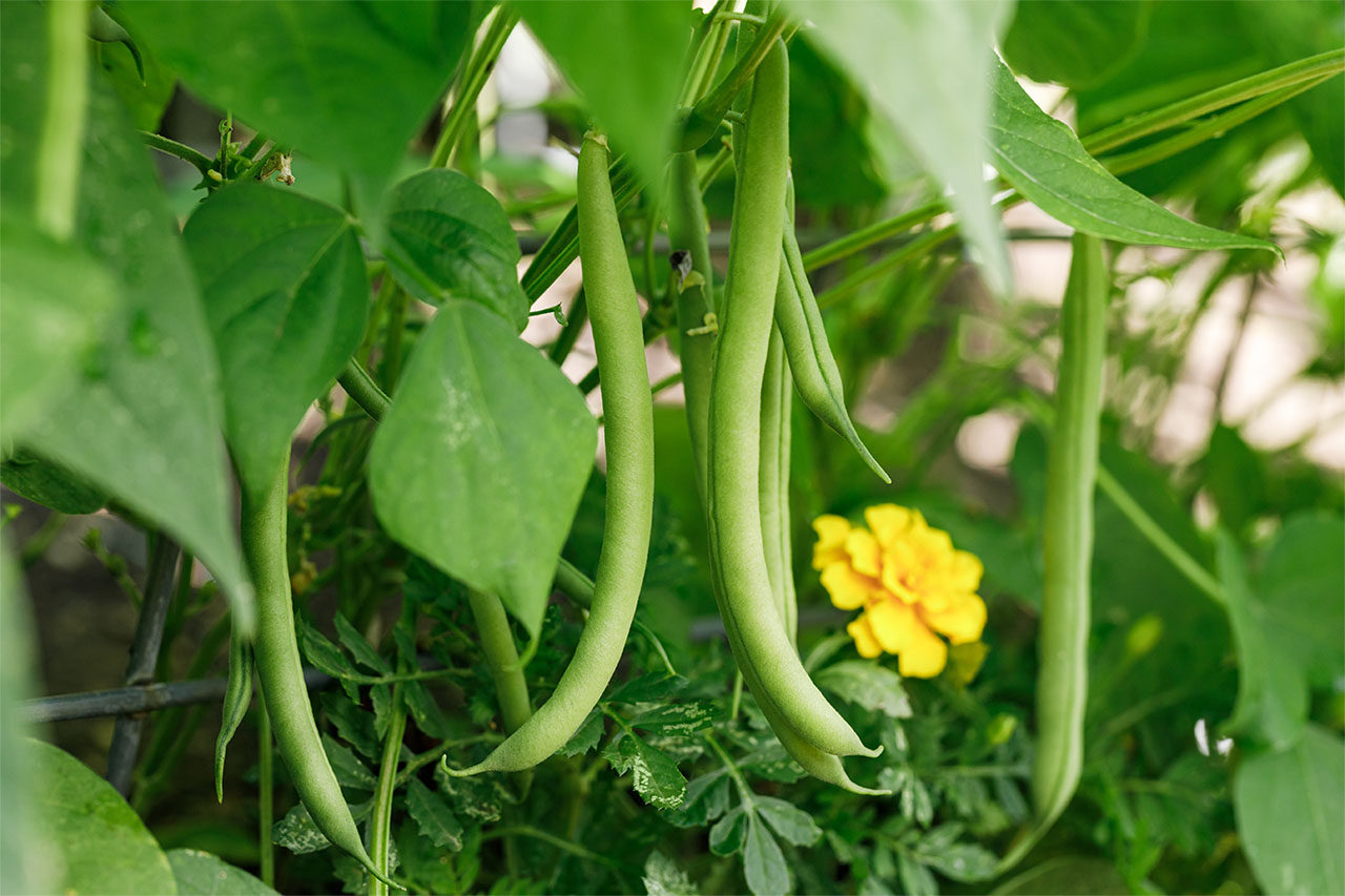 Baguio Beans Vegetable Seeds ( 30 seeds ) - Basic Farm House