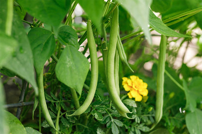 Baguio Beans Vegetable Seeds ( 30 seeds ) - Basic Farm House