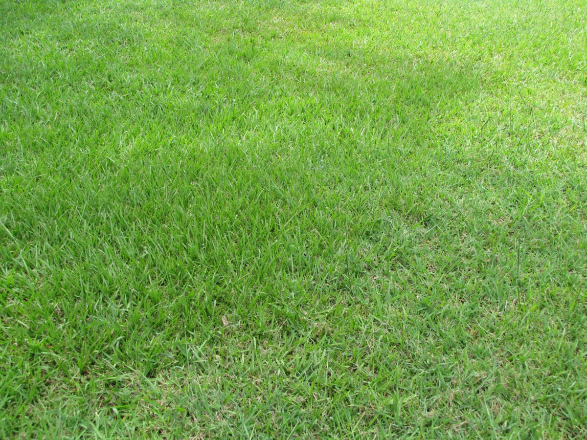 TRIAL PACK BAHIA Grass Lawn Seeds 50grams ( 10,000 seeds ) - Basic Farm House