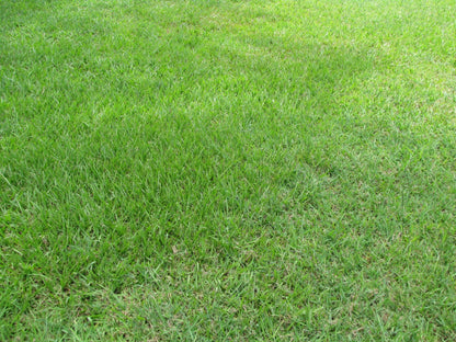 TRIAL PACK BAHIA Grass Lawn Seeds 50grams ( 10,000 seeds ) - Basic Farm House