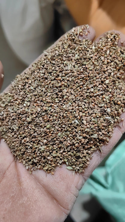 PREMIUM BAHIA Grass Seeds 500grams  ( 100,000 seeds ) - Basic Farm House