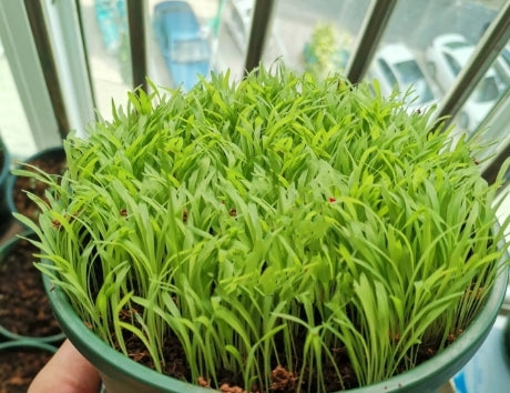 TRIAL PACK BAHIA Grass Lawn Seeds 50grams ( 10,000 seeds ) - Basic Farm House
