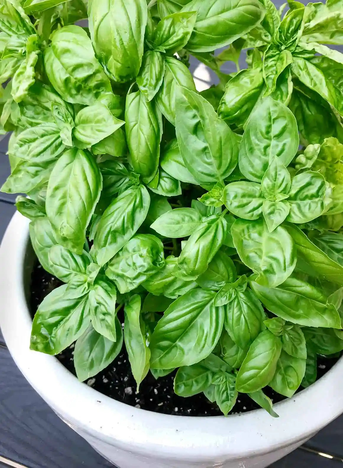 Basil Herb Seeds ( 260 seeds ) - Basic Farm House