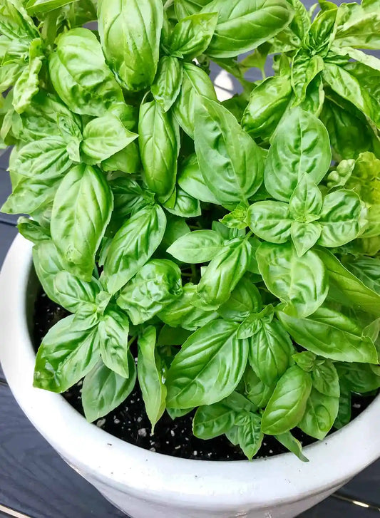 Basil Herb Seeds ( 260 seeds ) - Basic Farm House