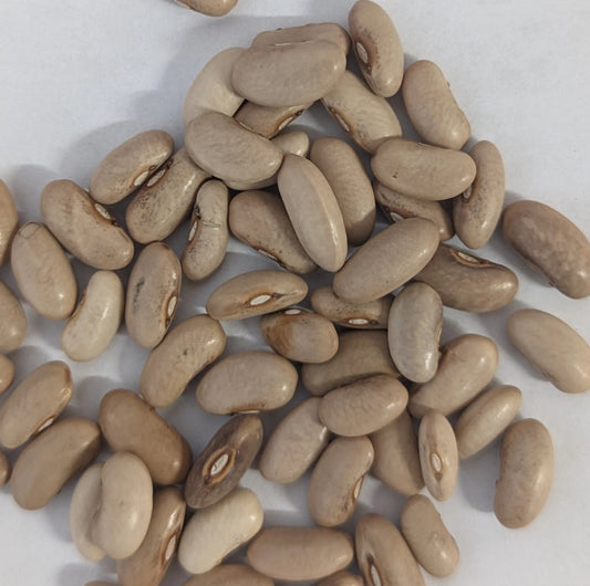 White Sweet Cow Pea Long Beans Sitao Vegetable Seeds ( 65 seeds ) - Basic Farm House
