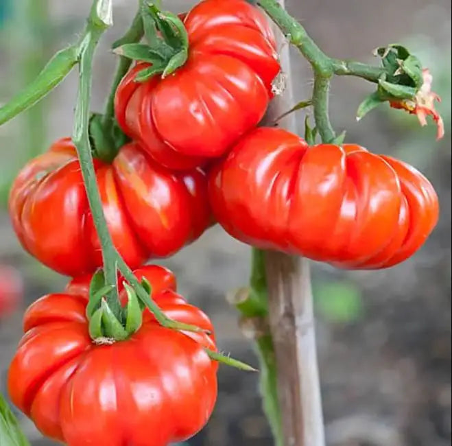 Beefsteak Tomato Heirloom Kamatis Vegetable Seeds ( 100 seeds ) - Basic Farm House