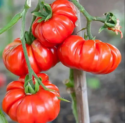 Beefsteak Tomato Heirloom Kamatis Vegetable Seeds ( 100 seeds ) - Basic Farm House