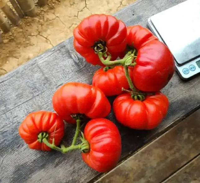 Beefsteak Tomato Heirloom Kamatis Vegetable Seeds ( 100 seeds ) - Basic Farm House