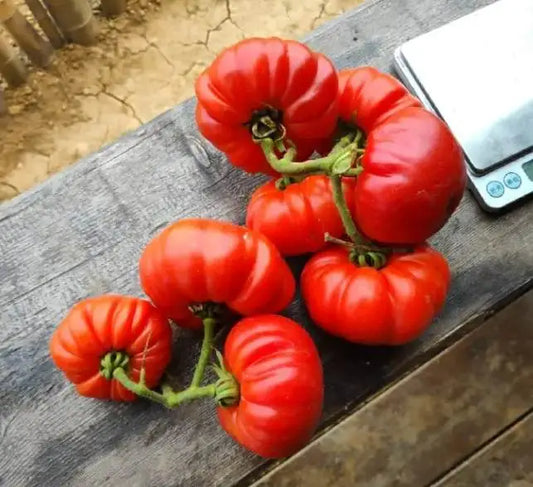 Beefsteak Tomato Heirloom Kamatis Vegetable Seeds ( 100 seeds ) - Basic Farm House