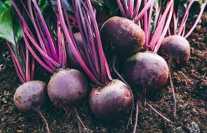 Beetroot Vegetable Seeds ( 200 seeds ) - Basic Farm House