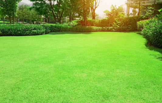 NEW Bermuda Grass Seeds 500grams  ( 100,000 seeds ) - Basic Farm House