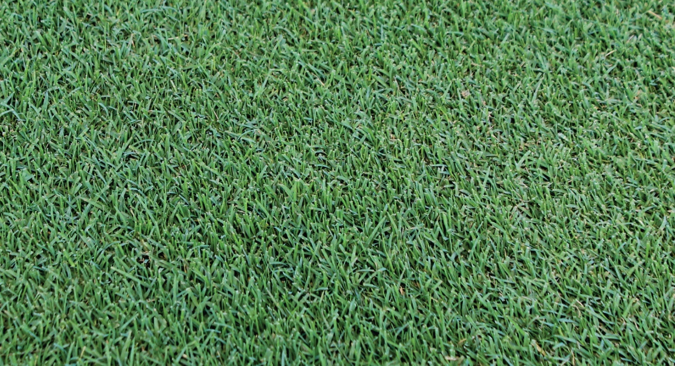 TRIAL PACK NEW Bermuda Grass Seeds 50grams  ( 10000 seeds ) - Basic Farm House