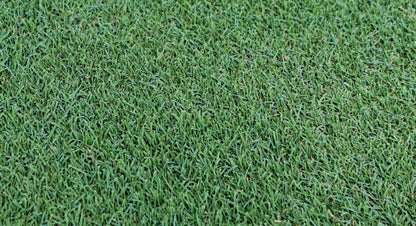 TRIAL PACK NEW Bermuda Grass Seeds 50grams  ( 10000 seeds ) - Basic Farm House