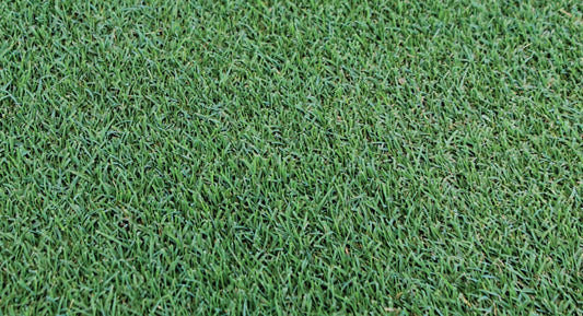 TRIAL PACK NEW Bermuda Grass Seeds 50grams  ( 10000 seeds ) - Basic Farm House