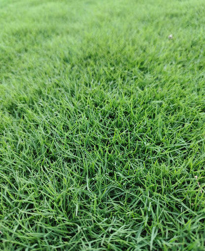 NEW BIG Bermuda Golf Lawn Grass Seeds 500grams ( 300,000 seeds ) - Basic Farm House